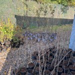 Popular tree giveaways return 